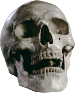 skull (1)