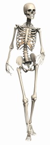 szkielet (1)